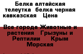 Белка алтайская телеутка, белка черная кавказская › Цена ­ 5 000 - Все города Животные и растения » Грызуны и Рептилии   . Крым,Морская